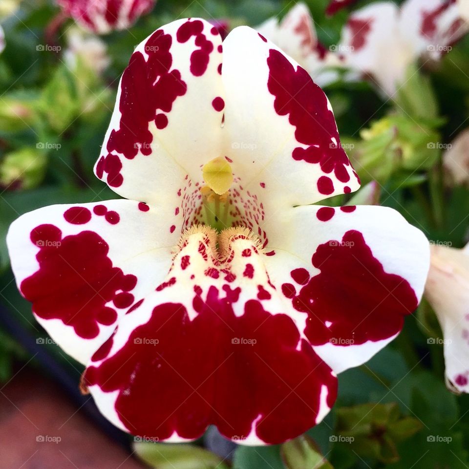Spotted Flower. White flower with red spots