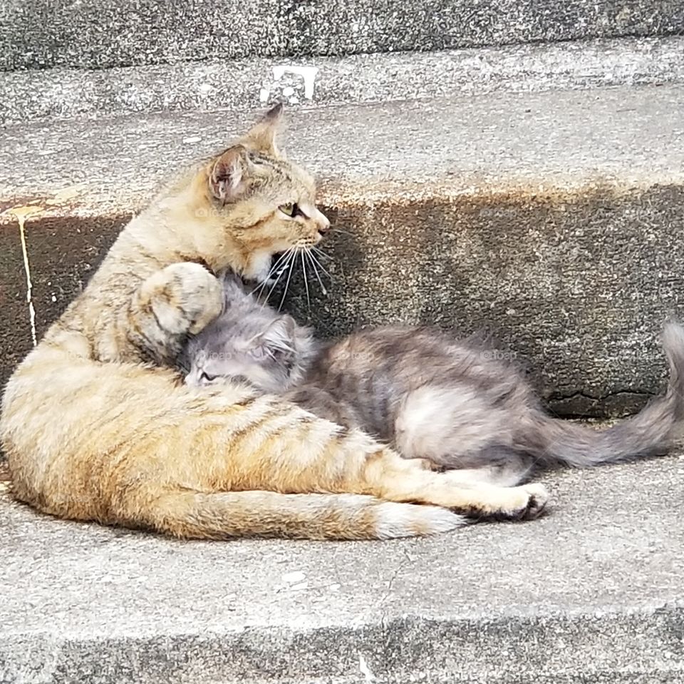 Mom cat and daughter cat