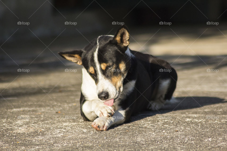 Close-up of dog lying down