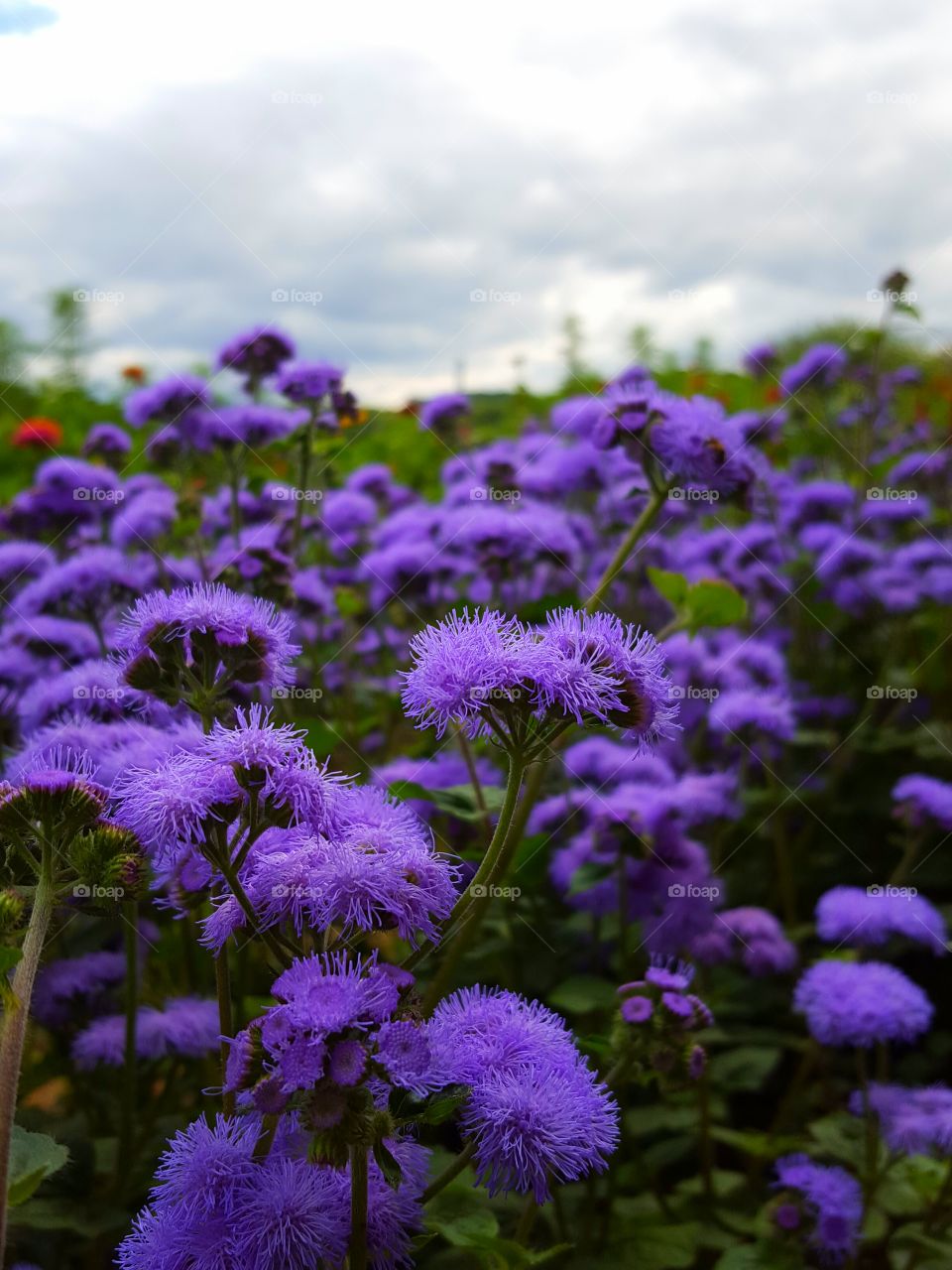 Purple flowers