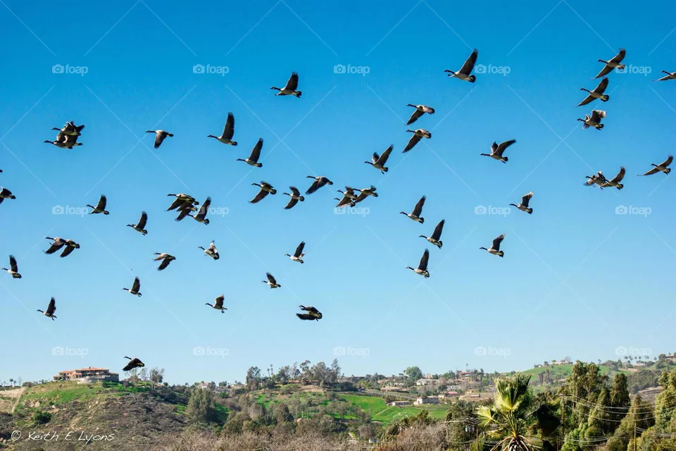 Birds