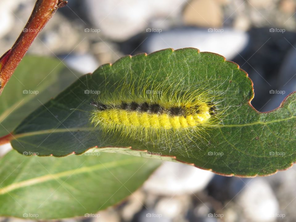 Yellow and black caterpillar