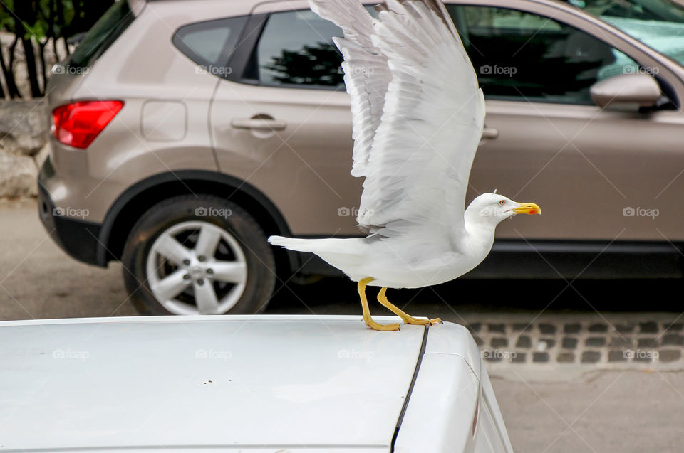 Far away from the ocean,  seagull on a parking car