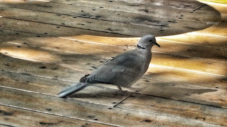 Pigeon in the Afternoon