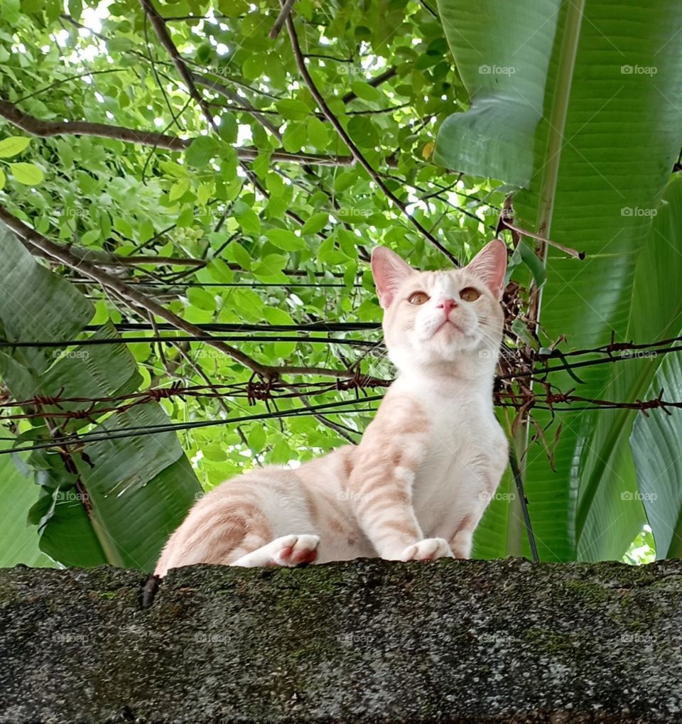 Cat sit on high concrete wall