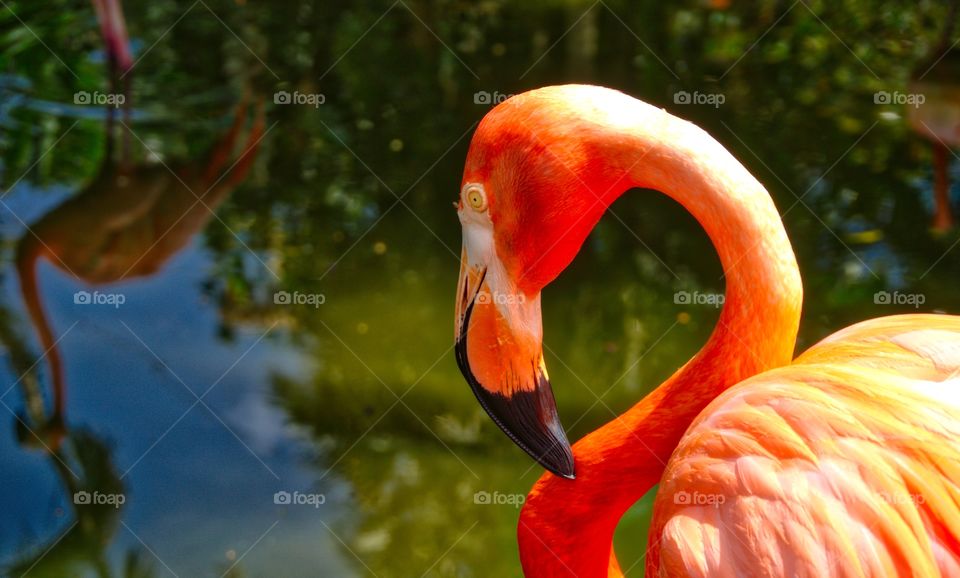 Flamingo Gardens 