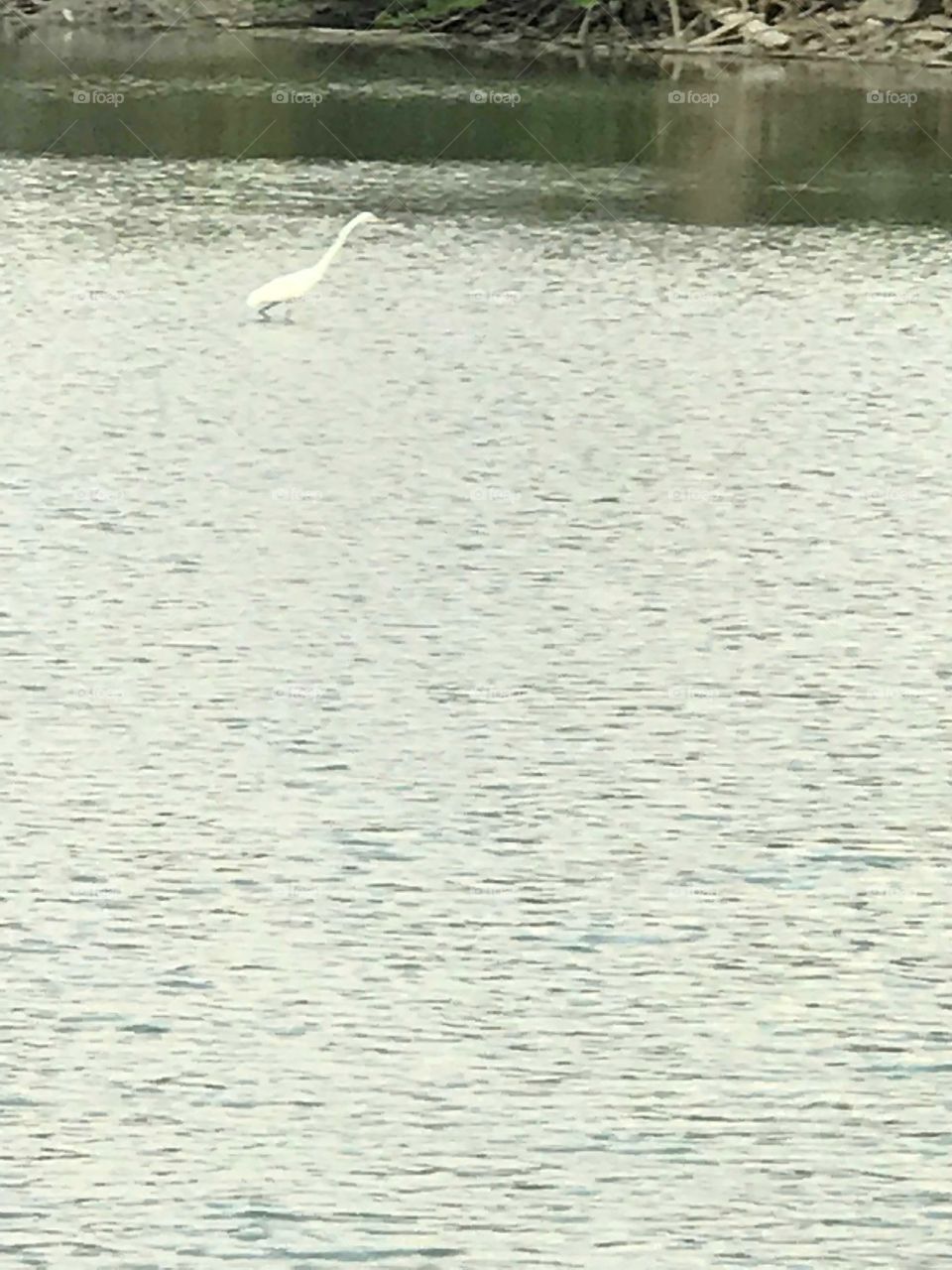 Lake-bird