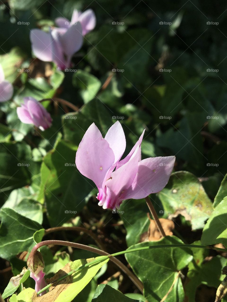 Little wild cyclamen in the garden : end of summertime 