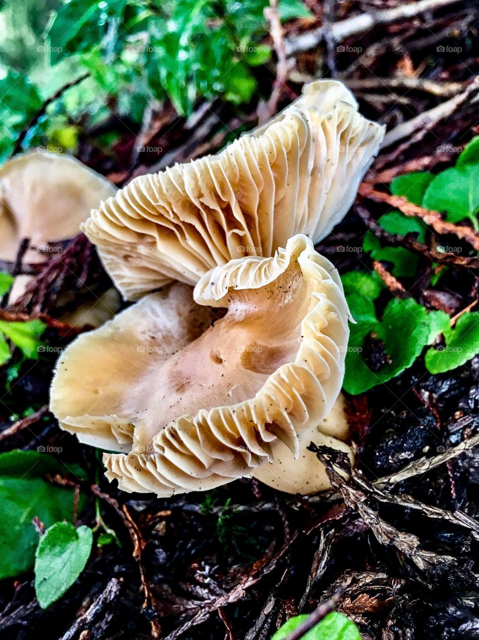 Beautiful Gills