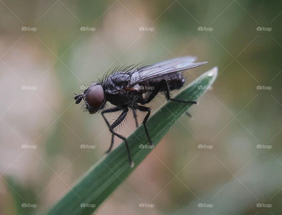 Macro photo of a spring black fly on the grass