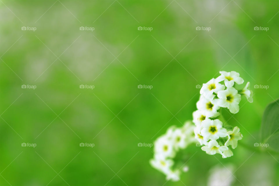 White flowers with
natural green leaves background.