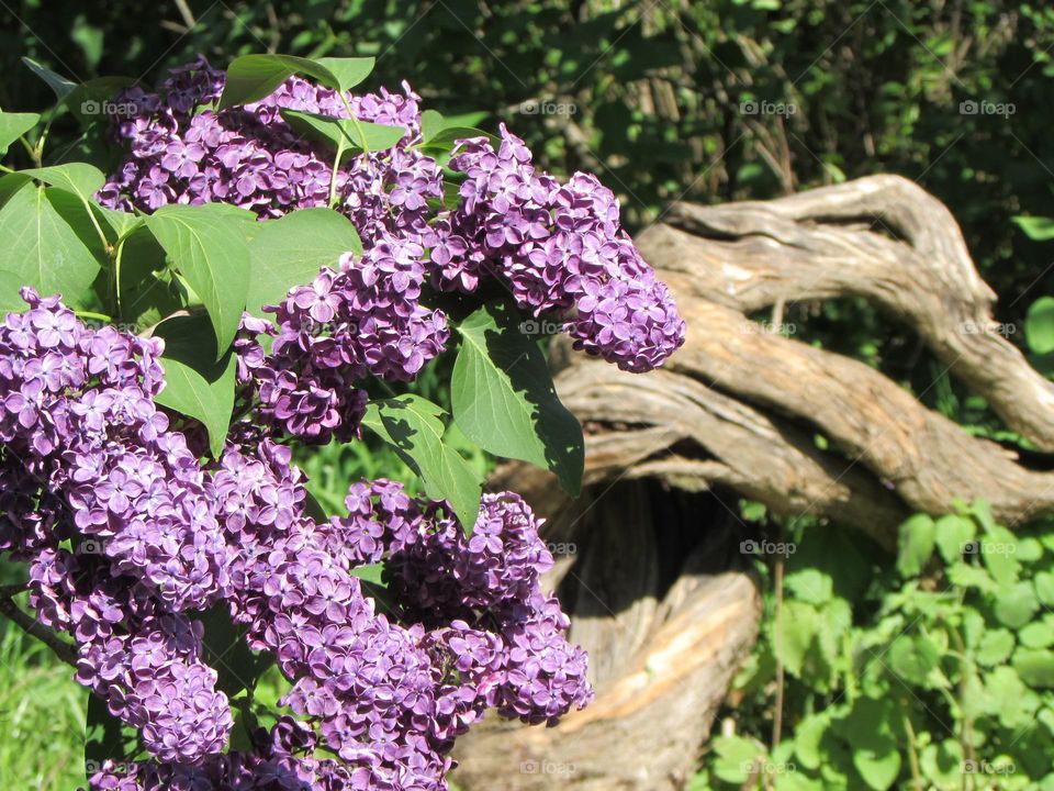 Lilac in the city park