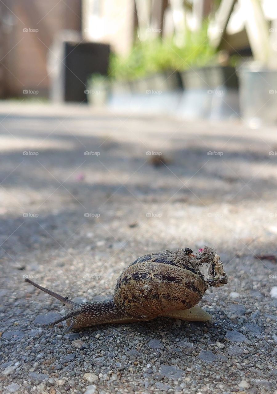 Snail that lives in our backyard