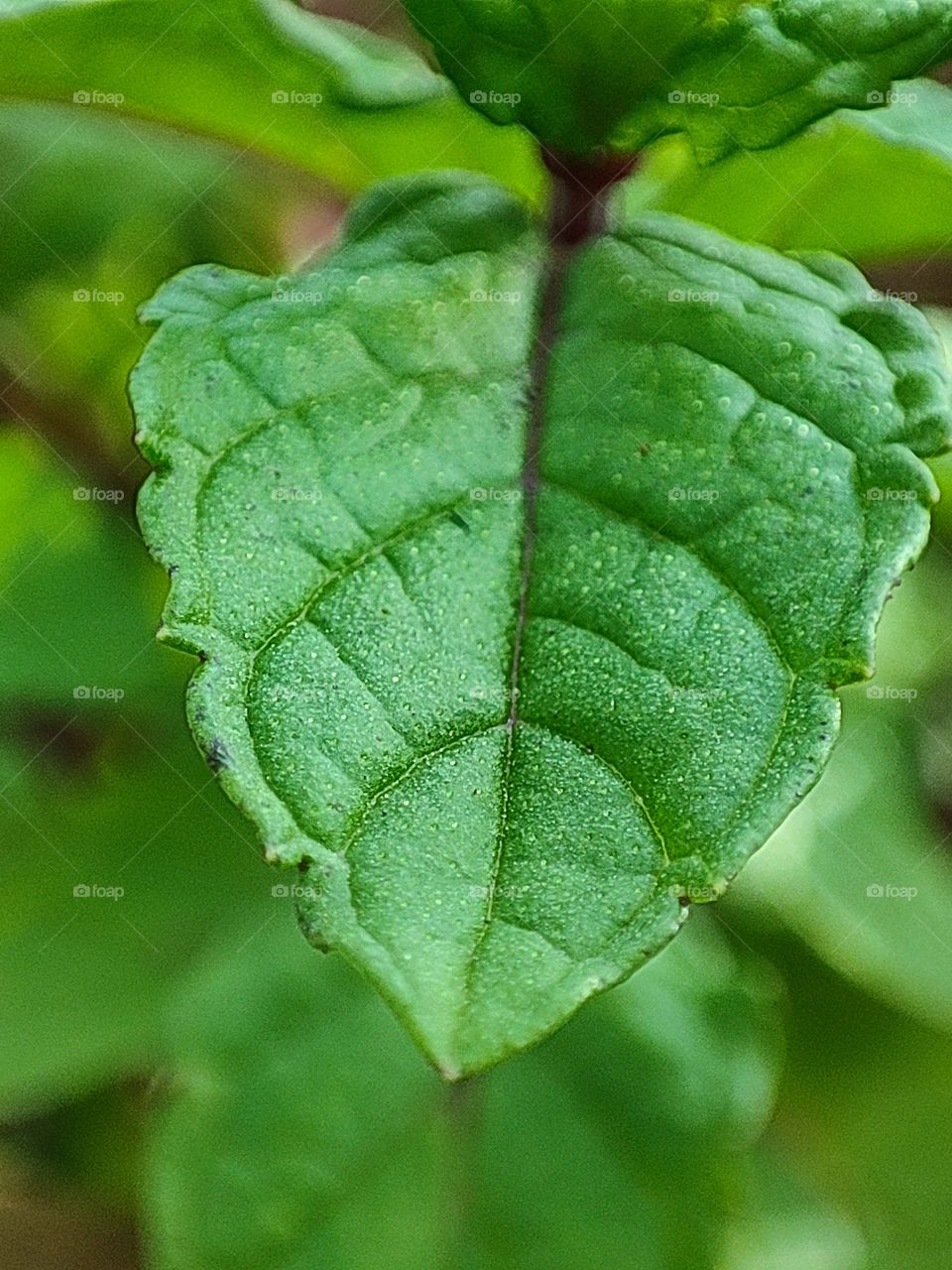 pudina leaf