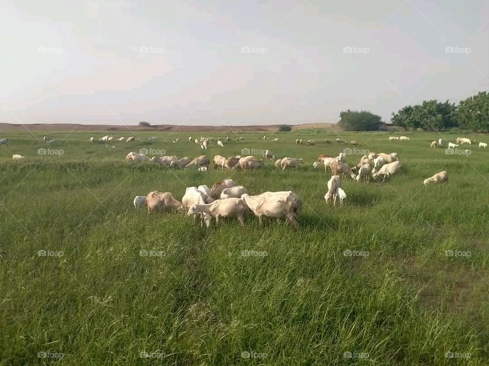 A very beautiful picture, and there is no better picture than it. There is no better picture of green herbs and colorful, red and white roses than it. Glory be to God, the natural and picturesque view, and there is no more