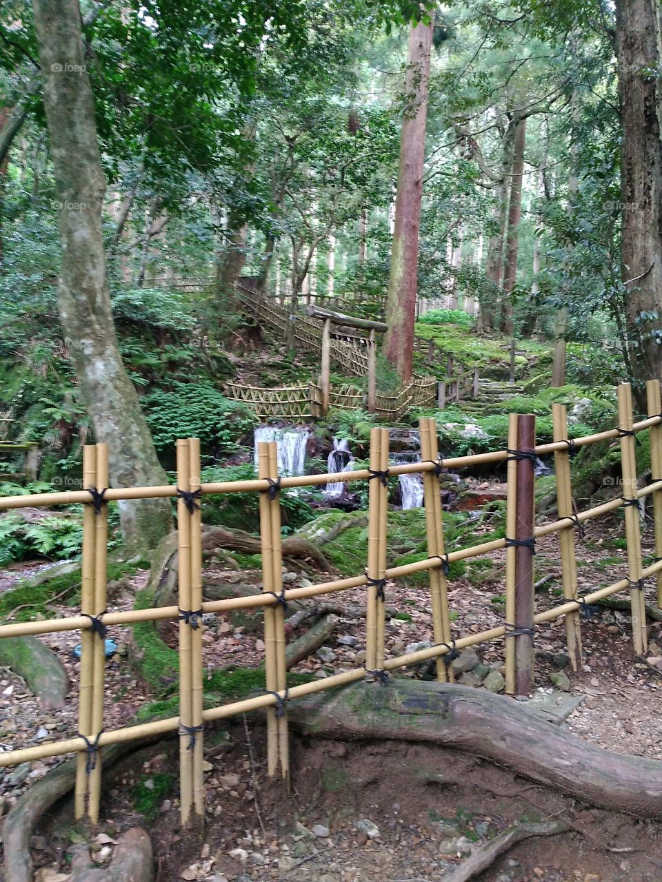 Cercas de bambu em floresta japonesa!