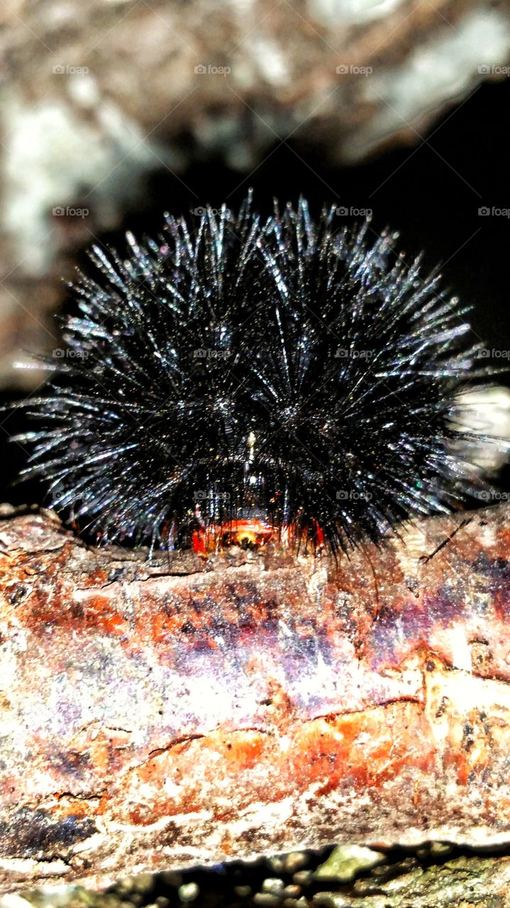 black spiked caterpillar