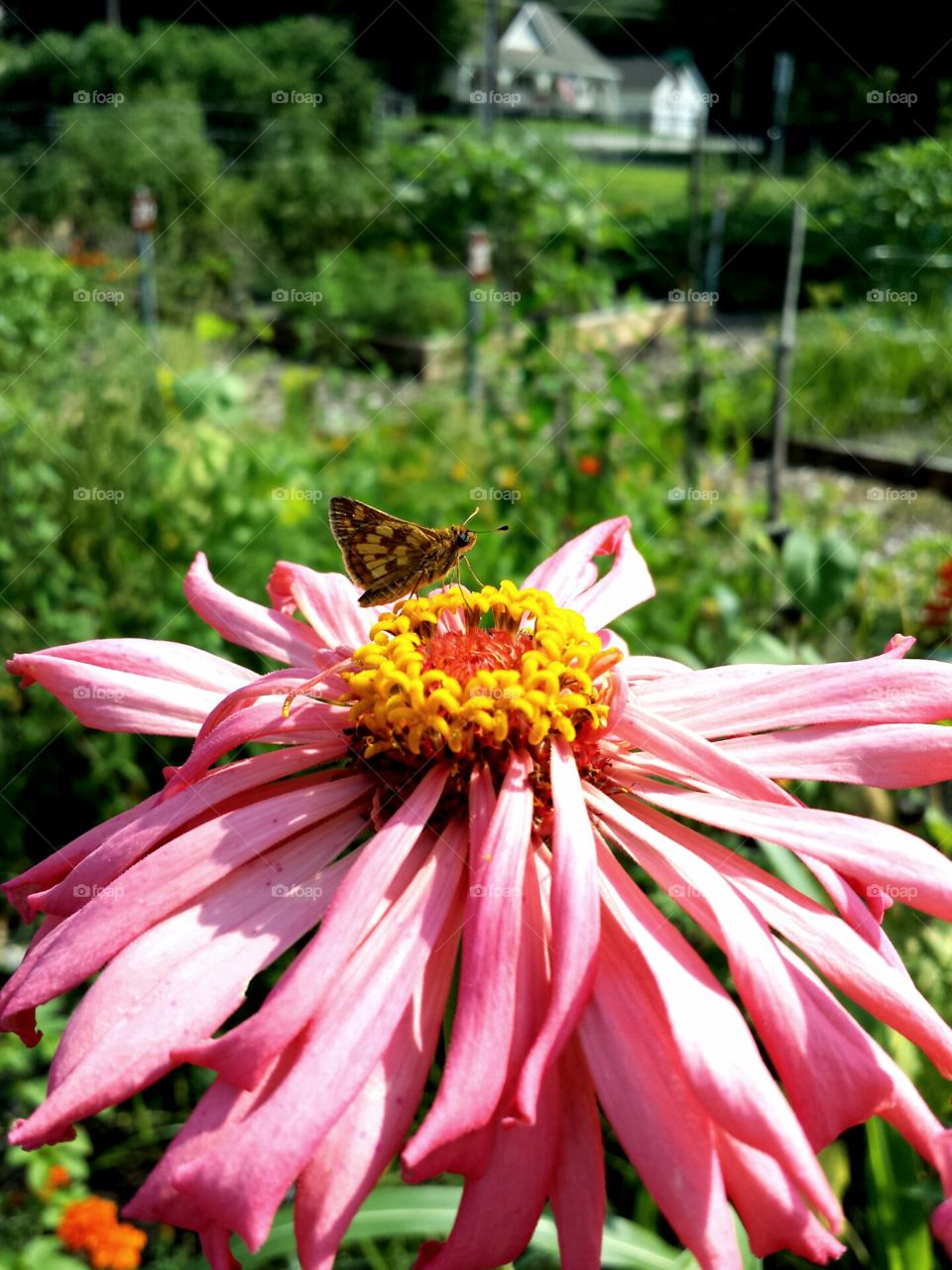Giant Pink Zinnia & Butterfly