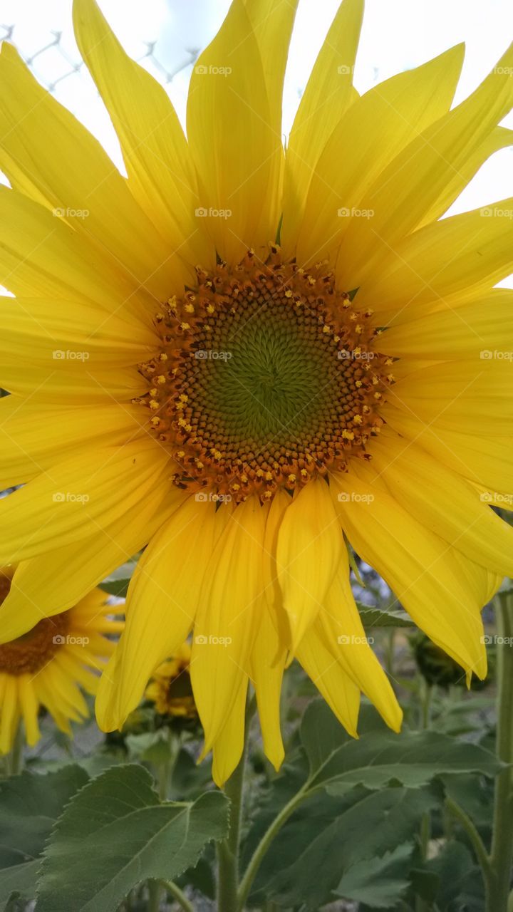 sunflower. bright yellow