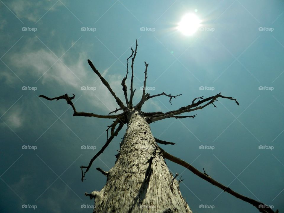 Dead tree against sky with sunlight