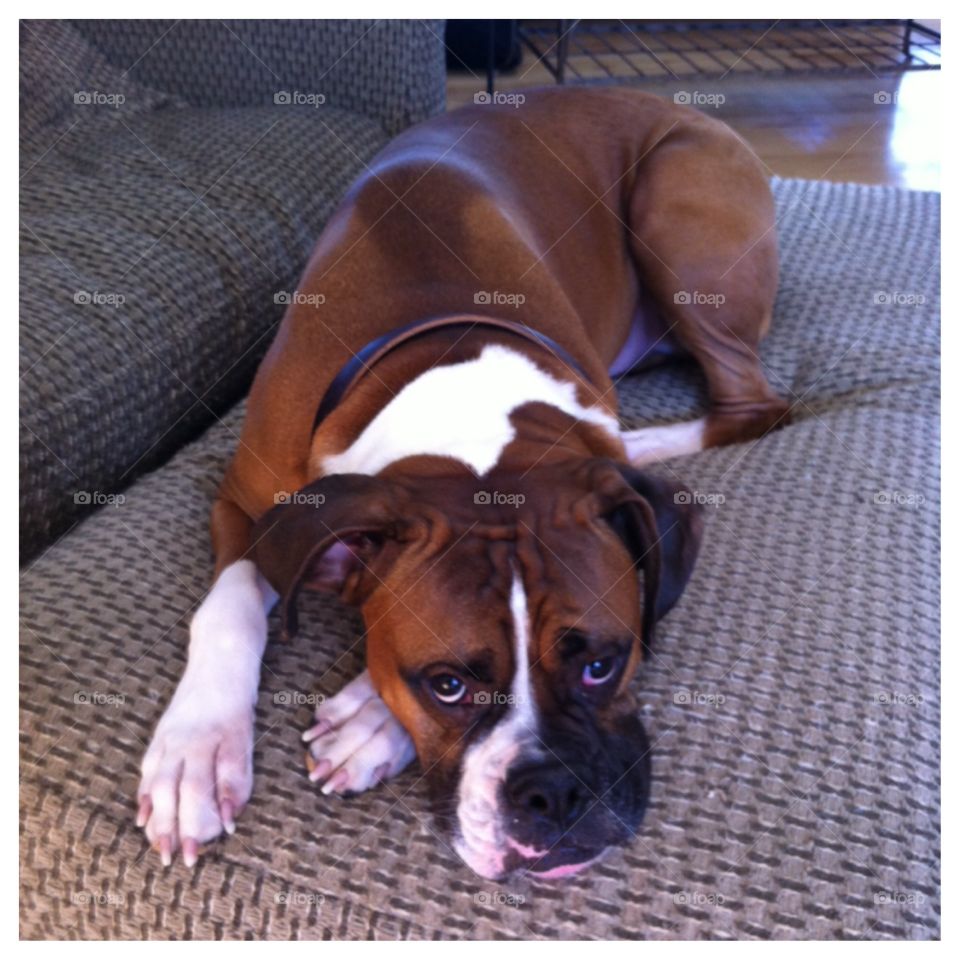 Lazy boxer