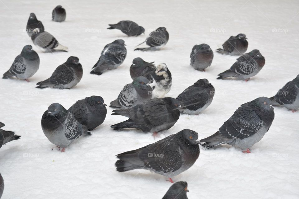 birds doves winter time