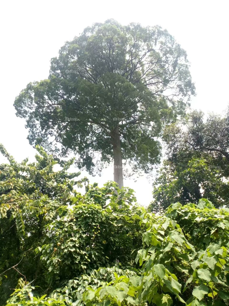 Malaysian Forest/Hutan Malaysia/الغابات الماليزية/马来西亚山林【Pohon durianشجرة دوريانDurian tree榴莲树】