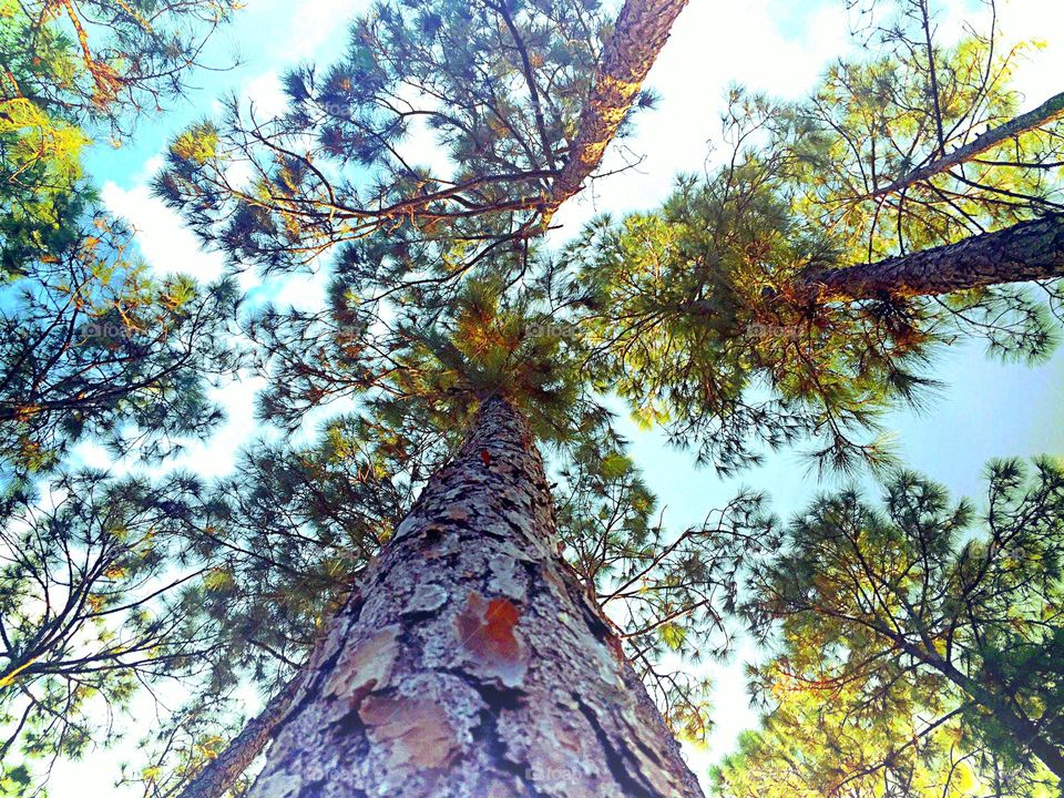 Forest canopy. Looking up into the forest treetops.