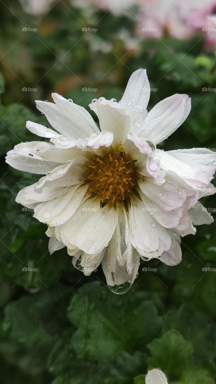 flower in the rain
