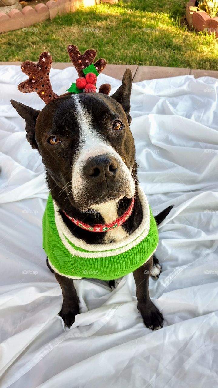 Sissy posing as a reindeer with  antlers and xmas sweater