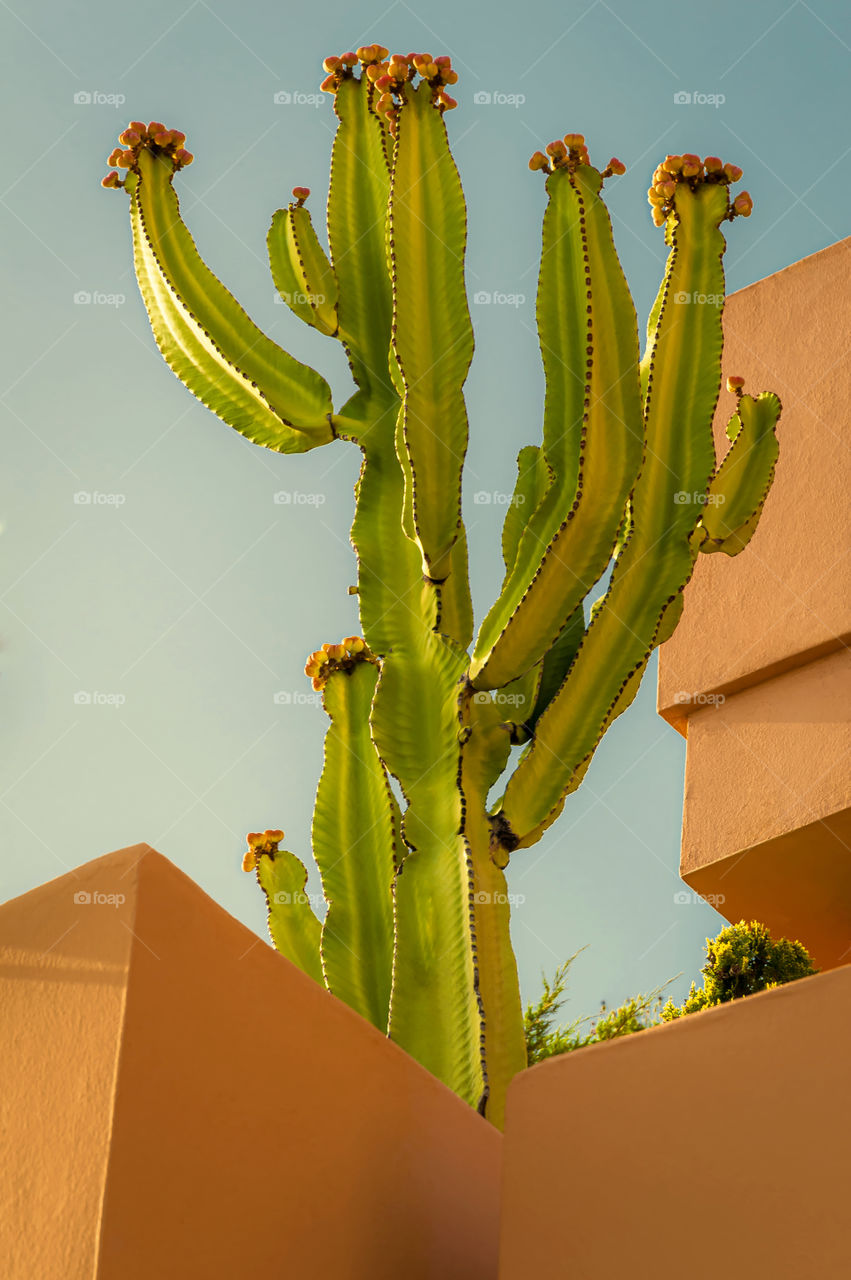 Candelabra tree also known as Euphoria Ingens. Euphorbia.