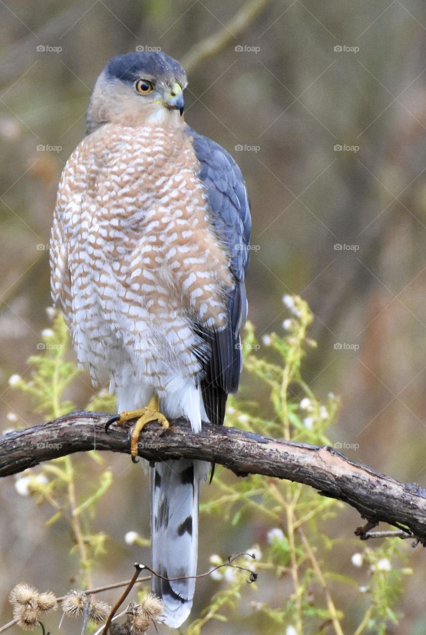 Cooper’s Hawk perched on a branch