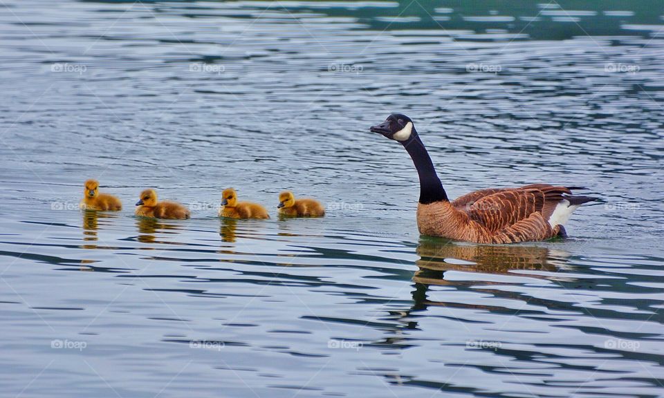 Canada goose mother and goslings