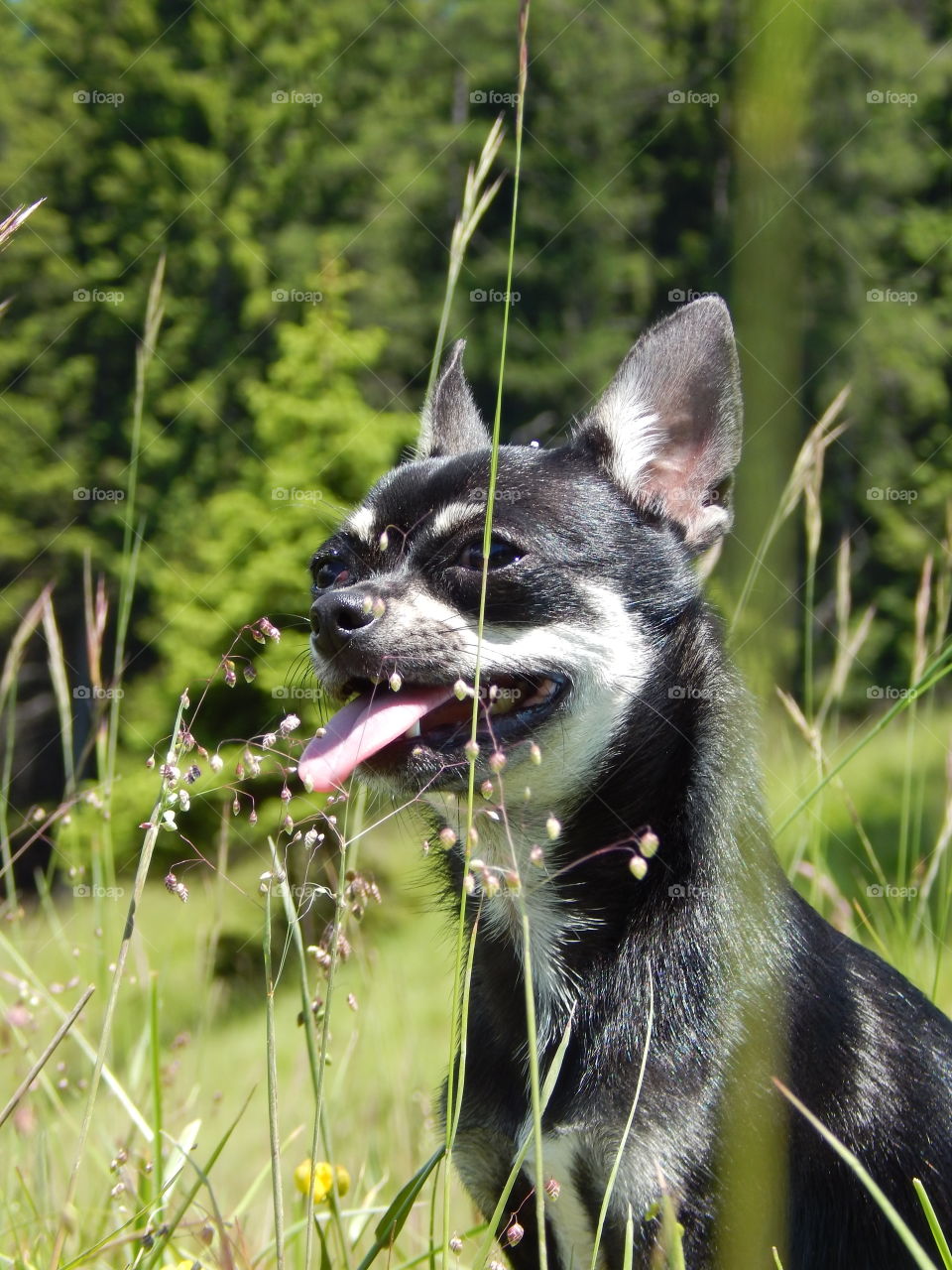 cute chihuahua happy after play free on Alps