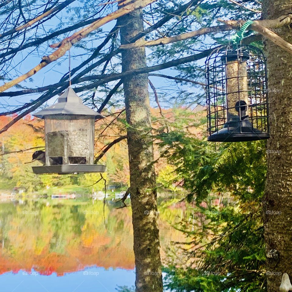 Small tit at the feeder in an autumn landscape, Laurentians, Quebec, Canada 