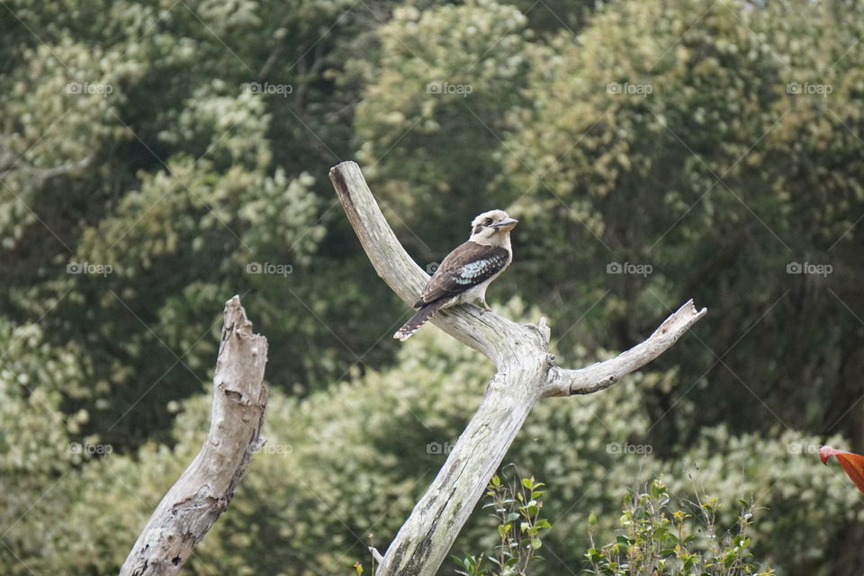 Kookaburra 