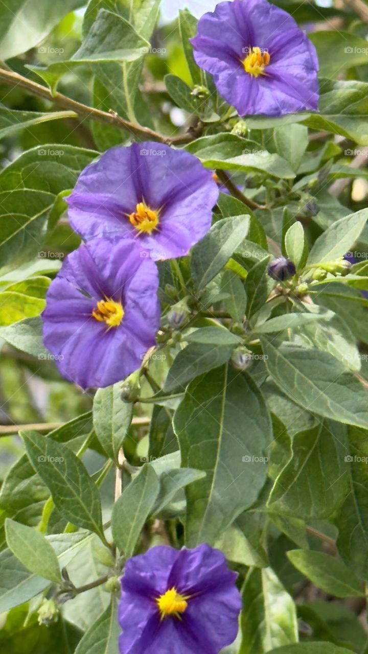 Very beautiful spring flowers.
