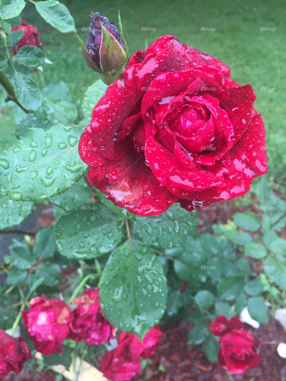 Rose in the rain 