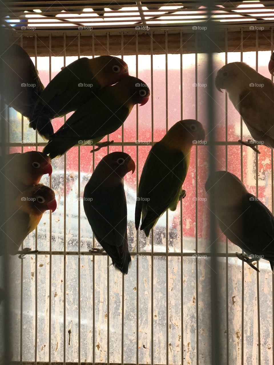 Brazilian small parrots