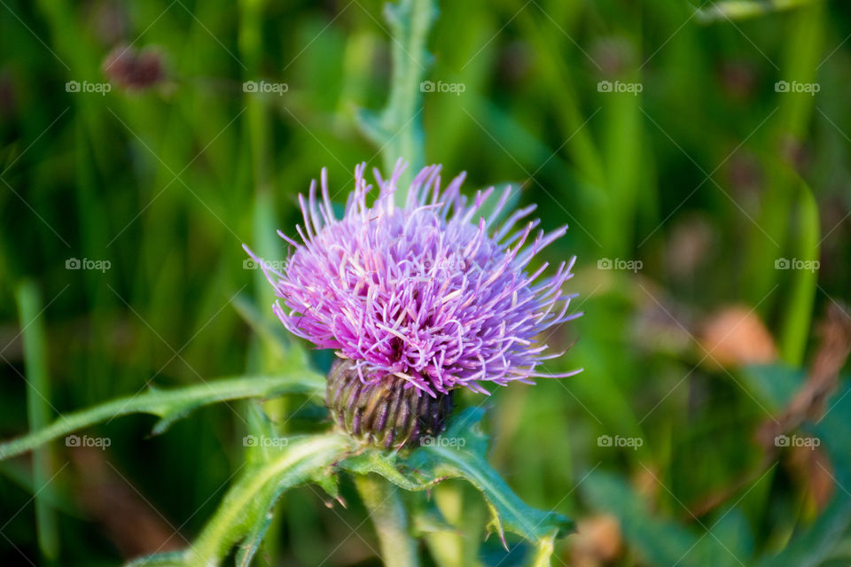 One wheel of pink thistle 