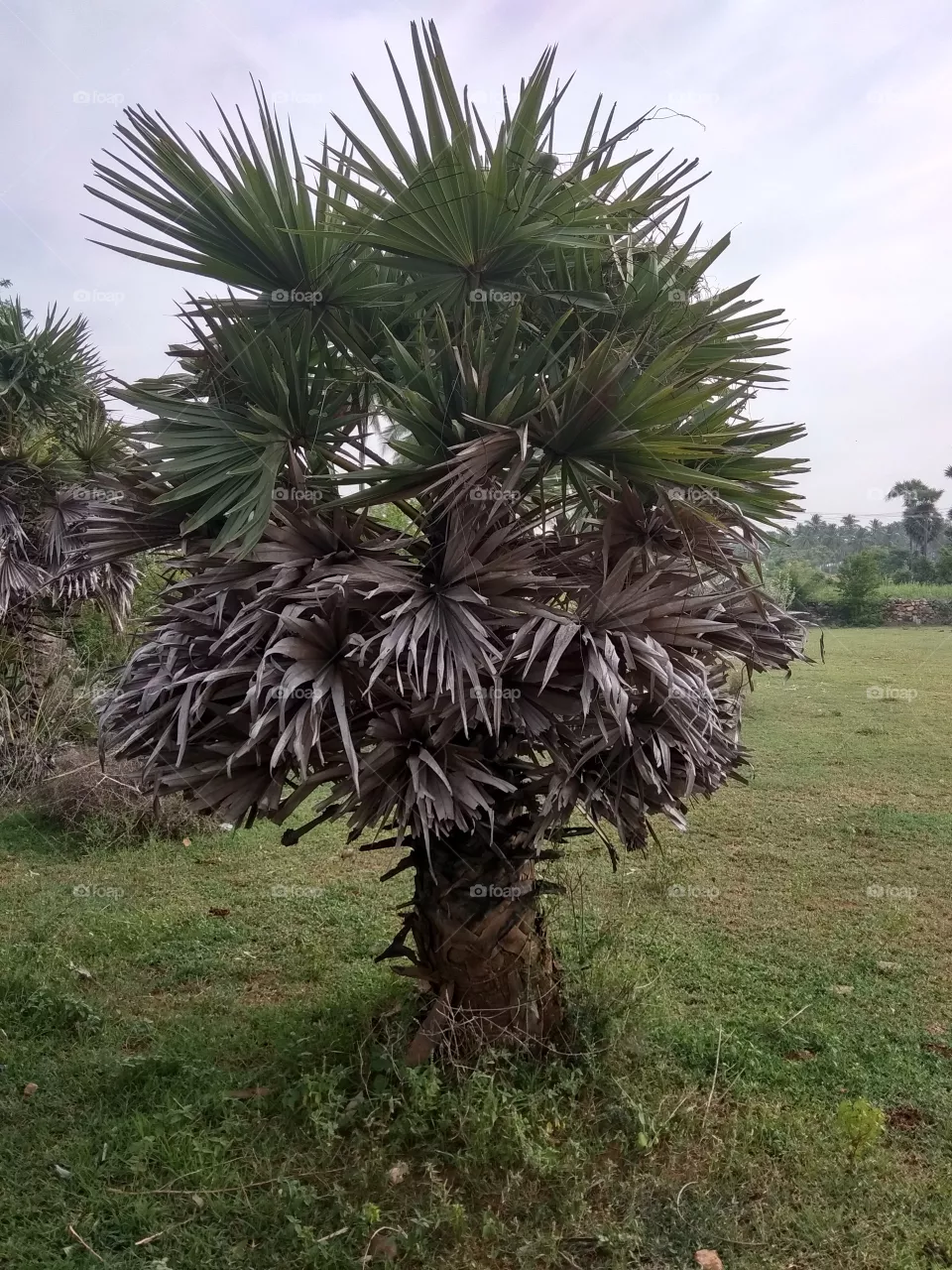 tree