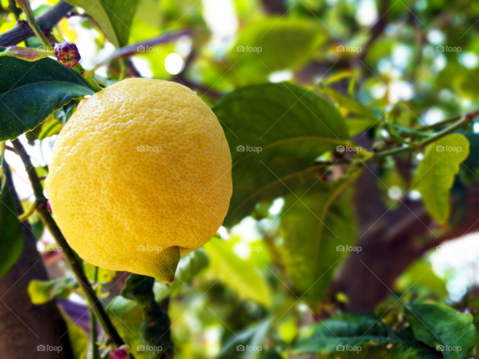 Lemon tree