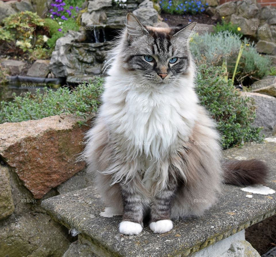 fluffy longhaired cat sitting besides a pond.