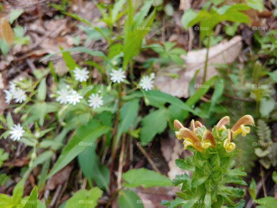 Wildflowers