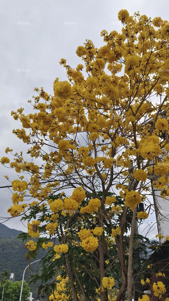 beautiful yellow flowers in the garden