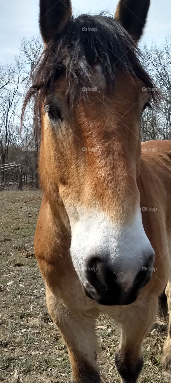 close up of our horse friend