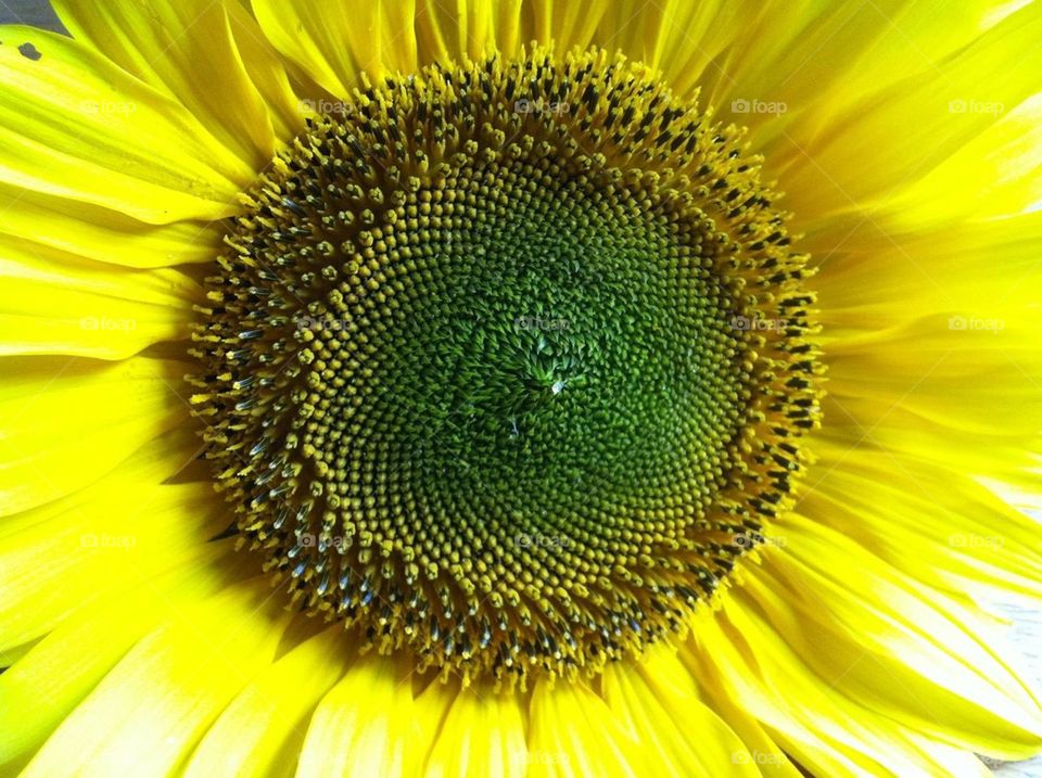 Sunflower. Sunflowers, helianthus, color, colour, color clash, yellow, petals, green, seeds, flower, flowers, seed