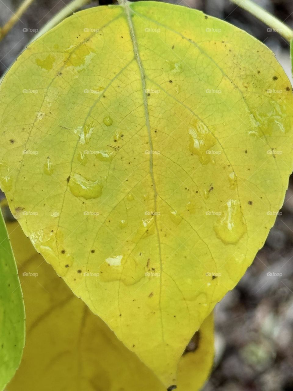 GREEN LEAF IN THE RAIN