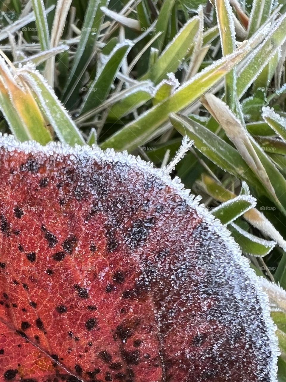 Closeup of a red lead with frosty edges and huddled in the crab grass