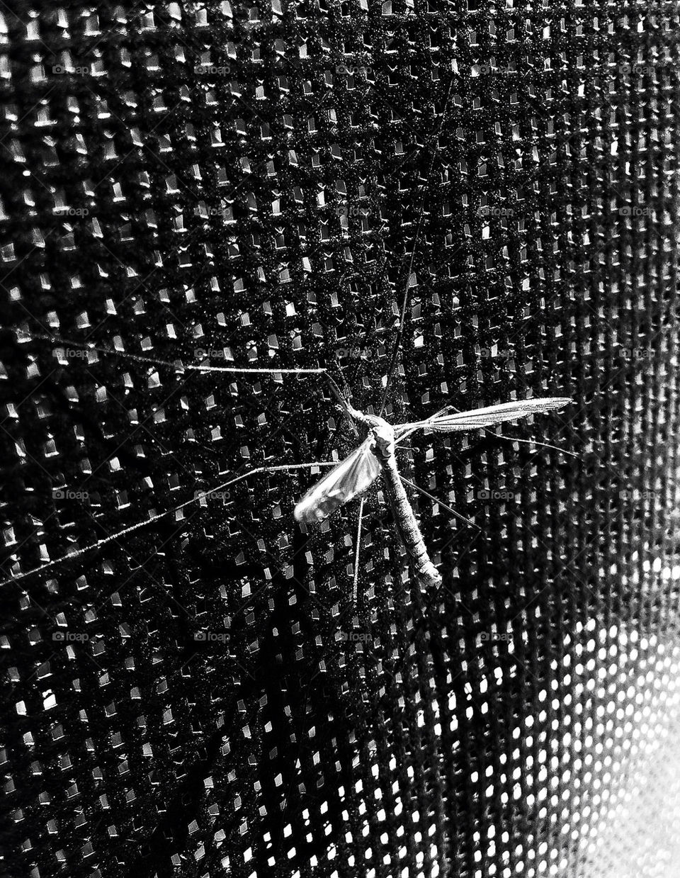 Delicate giant mosquito hawk daddy longlegs may fly perched on a